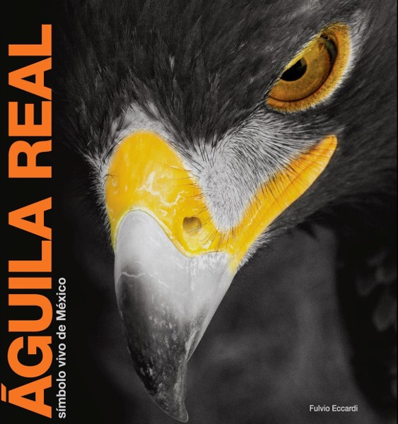 Imagen Águila real, símbolo vivo de México